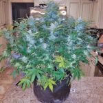 girl-scout-cookies-feminized-seeds-cannabis-strain-marijauna-single