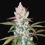 girl-scout-cookies-feminized-seeds-marijuana-single-cannabis