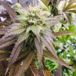 godfather-og-feminized-seeds-cannabis-strain-usa-marijuana-usa