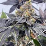 godfather-og-feminized-seeds-cannabis-strain-usa-marijuana-usa