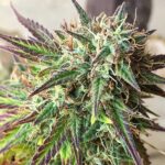 gorilla-cookies-feminized-cannabis-strain-usa-1seeds