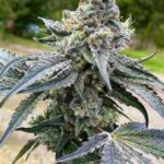 gorilla-cookies-feminized-seeds-strain-cannabis-1seeds-usa