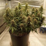 gorilla-cookies-feminized-seeds-cannabis-strain-single