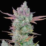 gorilla-cookies-feminized-seeds