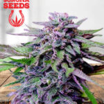 granddaddy-purple-feminized-seeds