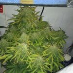 green-crack-autoflower-seeds-marijuana-strain-cannabis-single-usa