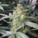 green-crack-autoflower-seeds-marijuana-strain-cannabis-single-usa