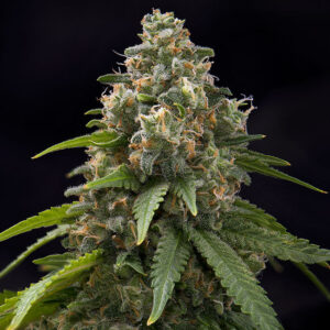 green-crack-feminized-cannabis-seeds-strain