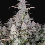 marijuana-seeds-usa-best-cannabis-thc-seeds