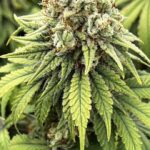 marijuana-usa-seeds-usa-cannabis-buy