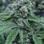 marijuana-buy-best-cannabis-thc-seeds