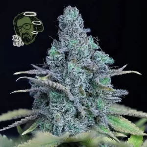 jack-herer-marijuana-single-cannabis-seeds-thc