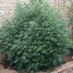 killer-kush-feminized-marijuana-seeds-strain-cannabis-usa-single