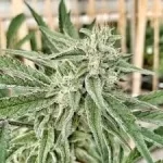 l.a.-peyote-kush-feminized-marijuana-single-cannabis-seeds-thc