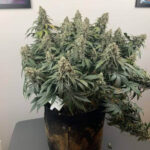 l.a.-peyote-kush-feminized-marijuana-seeds-strain-cannabis-usa