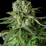 marijuana-seeds-buy-best-usa-thc-cannabis