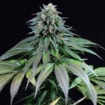 marijuana-seeds-buy-best-usa-thc-cannabis