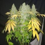 marijuana-seeds-buy-best-usa-thc-cannabis