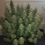 northern-lights-autoflower-marijuana-strain-seeds-cannabis-usa