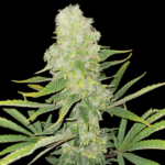 northern-lights-autoflower-cannabis-seed-usa
