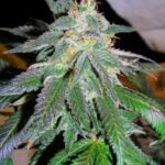marijuana-seeds-buy-usa-thc-best-cannabis