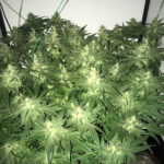 nyc-diesel-autoflower-marijauna-seeds-strain-cannabis-usa