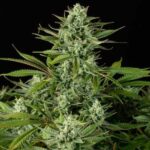 og-cheese-feminized-marijuana-seeds-buy-best-usa-thc-cannabis