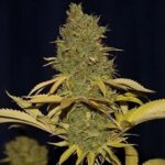 og-cheese-feminized-cannabis-seeds-strain-marijuana-single-thc