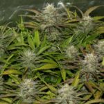 og-cheese-feminized-seeds-cannabis-strain-single-usa