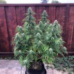 Peyote-gorilla-feminized-marijuana-seeds-strain-usa-