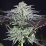 peyote-gorilla-feminized-seeds-marijuana-single-buy-cannabis