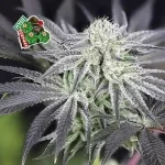 peyote-gorilla-feminized-seeds-marijuana-single-buy-cannabis