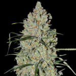 pineapple-express-autoflower-marijuana-seeds-strain-cannabis-usa-buy