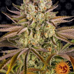 pineapple-express-autoflower-seeds-strain-cannabis-usa-1seeds