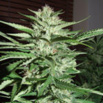 pineapple-express-autoflower-seeds-strain-cannabis-usa-1seeds