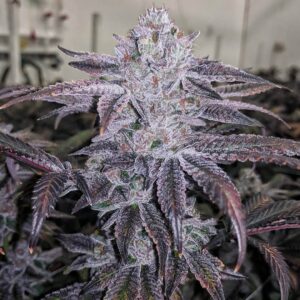 platinum-og-feminized-marijuana-seeds-buy-usa-cannabis