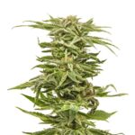 cannabis-thc-1seeds.com-seeds