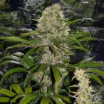 marijuana-usa-seeds-usa-cannabis-buy