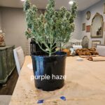 purple-haze-autoflower-strain-seeds-cannabis-usa