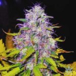 purple-haze-autoflower-marijuana-seeds-usa-1seeds-buy
