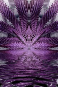 purple-punch-art-strain-seeds-cannabis-usa