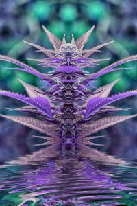 purple-punch-art-strain-seeds-cannabis-usa2