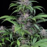 marijuana-usa-seeds-usa-cannabis-buy