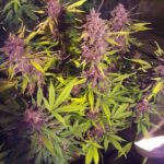 red-poison-autoflower-seeds-cannabis-strain-usa