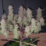 red-poison-autoflower-seeds-cannabis-strain-usa