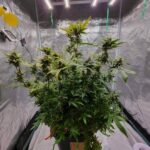 royal-runtz-feminized-seeds-marijauna-strain-usa-single