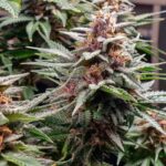 marijuana-thc-cannabis-1seeds.com-seeds