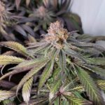 marijuana-thc-cannabis-1seeds.com-seeds