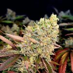 marijuana-thc-cannabis-1seeds.com-seeds