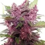 cannabis-buy-seeds-thc-marijuana